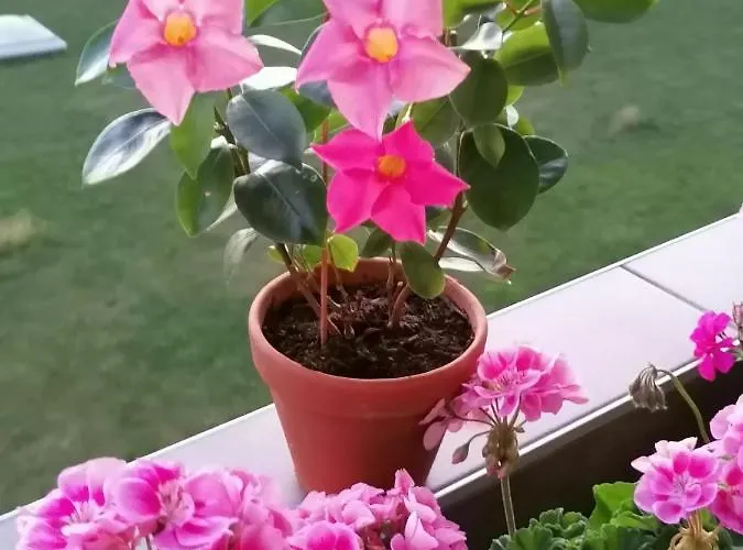 Zimmervermietung * Bern